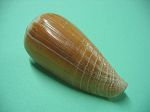 Conus radiatus